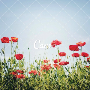 canva social media screenshot